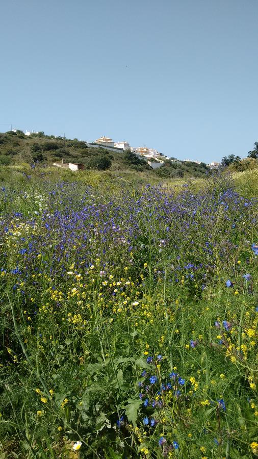 Casa Cereja 'Adults Only' Bed and Breakfast Albufeira Eksteriør billede